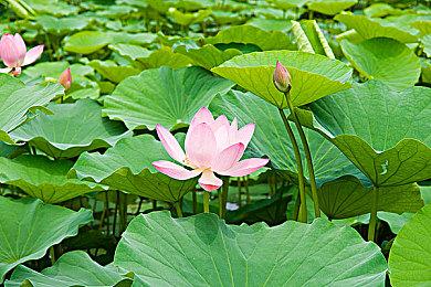 《魔兽世界》奖励系统设计师已从暴雪公司离职